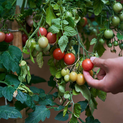 Pizza Herbs Plantable Pencils