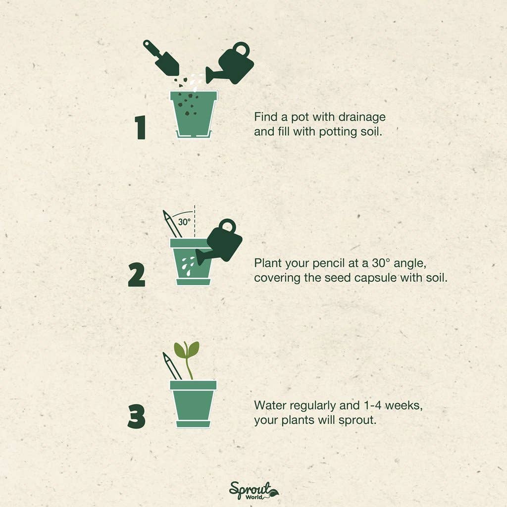 Plantable Pencils Colors